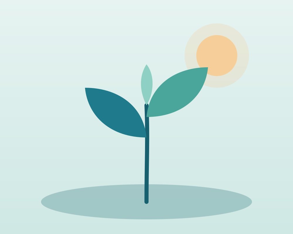 A young plant growing toward the sun